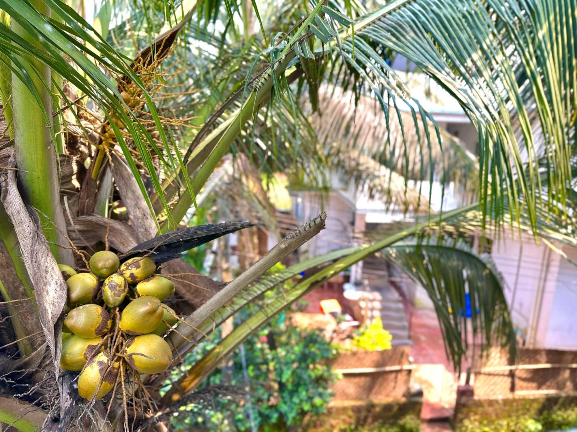 Tranquilo Arambol Hostel Luaran gambar